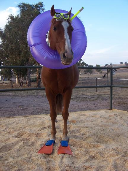 Happy Seahorse
